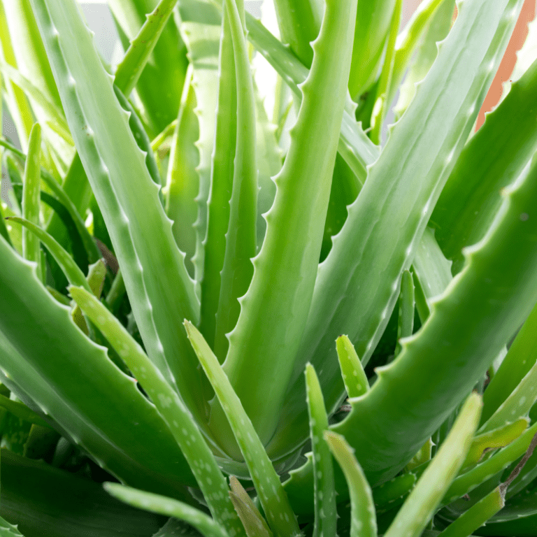 aloe vera